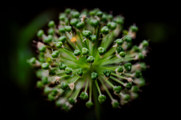 Macro shot of a blooming clematis flower with purple stamens and soft pink petals.