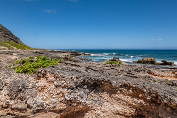  Scaevola taccada, beach cabbage, sea lettuce, or beach naupaka, is a flowering plant in the family Goodeniaceae. Kaʻena Point Trail（North), Oahu Hawaii.  Calcareous reef rock and marine sediment