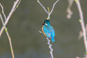 春のカワセミと芽吹き