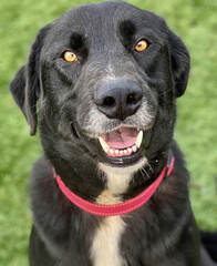 Black Labrador Mix with Red Collar Smiling
