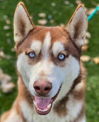 Red Siberian Husky with Blue Eyes on Grass