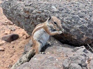 eich&ouml;rnchen beim essen