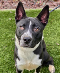 Black and White Border Collie Mix with Upright Ears