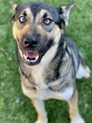 Husky Shepherd Mix Smiling on Lawn