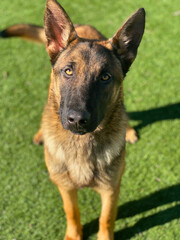German Shepherd Dog on Grass