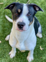 Border Collie Mix Sitting on Grass