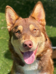 Husky Shepherd Mix Smiling in Shade