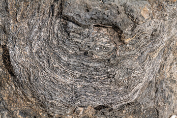 Calcareous reef rock and marine sediment (Pleistocene), Chiefly emerged coral reefs, Reefs consist of coral heads and coralline algae cemented by a lime matrix. Kaʻena Point Trail（North), Oahu Hawaii.