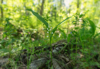 Spring forest with lily of the valley flowers in the foreground