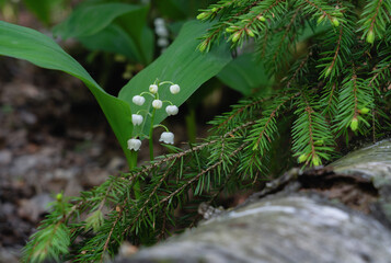 Lily of the valley, needles, and moss against aged wood