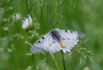 White butterfly on a daisy flower in the gras