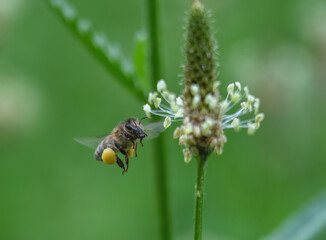 Bee in flight near a plantain flower