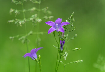 Focus on bellflower in grass