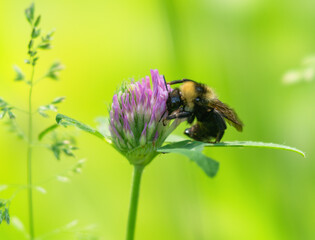 Bumblebee collecting nectar from a clover flower