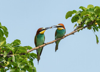 Bee-eater passing an insect care and partnership in nature