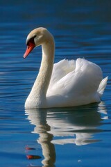 Obraz premium A white swan gracefully floats on blue water its image mirrored below The swan has an orange beak and a long curved neck