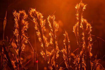 Bushy bluestem grass (Andropogon glomeratus) in Northport Alabama