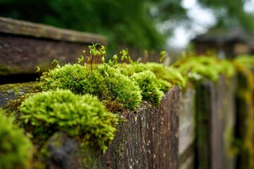 Moss covered fence in the blurred background showing the wooden planks with green moss on them