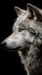Fototapeta premium Profile of a gray wolf displaying detailed fur and piercing amber eyes against a stark black backdrop