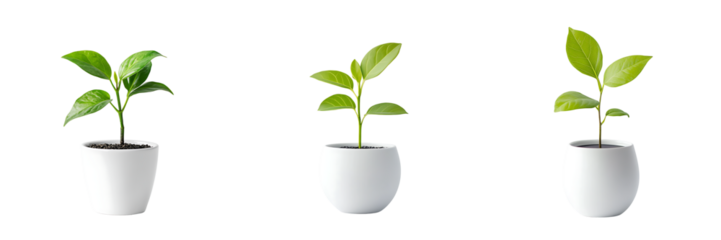 Three Stages of Young Plant Growth in White Pots Isolated on Transparent Background

