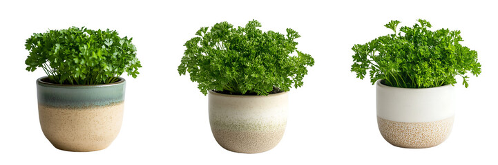 Fototapeta premium Fresh Curly Parsley Plants in Ceramic Pots Isolated on Transparent Background