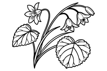 Obraz premium Begonia Flower Line Art on White