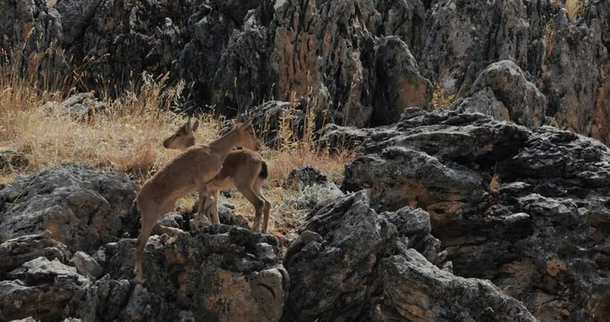 The masters of the steep and rocky terrain: wild goats (Bezoar ibex). These two young mountain goats showcase how masterful and agile they are in the challenging geography. 