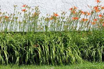 Hemerocallis fulva, orange daylily or ditch lily, forms a dense border of arching green leaves and...