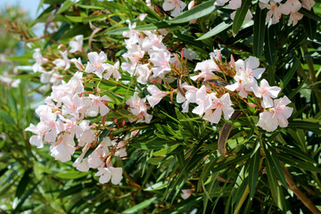 Nerium oleander, oleander or rosebay, displays clusters of pale pink five-petaled flowers and long...