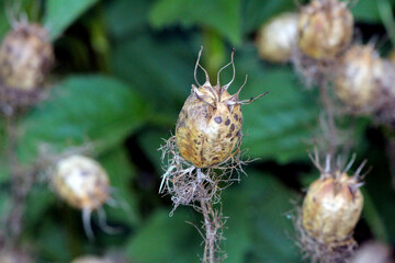 Nigella damascena, love-in-a-mist or devil in a bush, shows a dried, balloon-shaped seed pod with spiky bracts and mottled surface, surrounded by green leaves in a late summer garden.