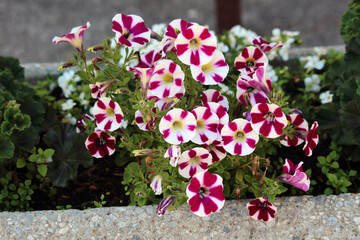 Fototapeta premium Petunia hybrida, petunia or garden petunia, displays white and magenta star-patterned trumpet flowers with green leaves, blooming in a concrete planter with mixed foliage.