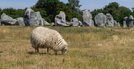 Gros plan sur un mouton dans les menhirs de Carnac.