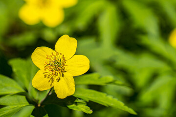 Forest Spring Flower illuminated by the sun.