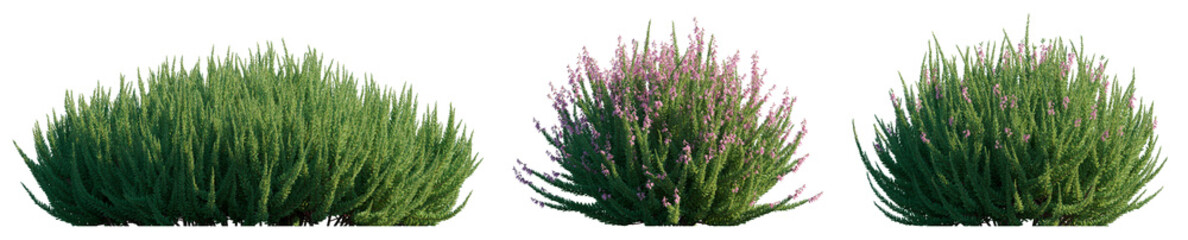 Calluna vulgaris (common scotch, scottish heather, ling, heather) shrub\plant\bush isolated png on a transparent background premium cutout