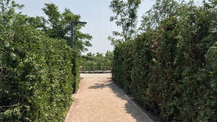 Gravel pathway lined with tall green hedges and trees leading toward an open natural area with soft daylight, nature walk concept