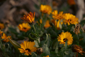 yellow flowers in the garden