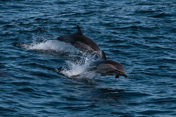 Fototapeta premium dolphin