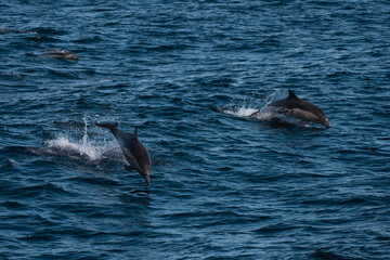 dolphin