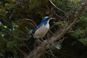 island scrub-jay