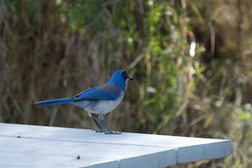 island scrub-jay