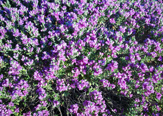 Bright pink blooms of Leucophyllum frutescens also known as Texas Sage or Texas Rangers Shrub in Arizona springtime, natural background