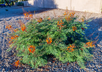 Xeriscaping with drought-tolerant Red Bird of Paradise or peacock flower (Caesalpinia pulcherrima) and agave in Phoenix, Arizona