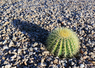 Green globe of Barel Fishhook cactus recently planted in desert style xeriscaped ground with a long shadow from low rays of morning sun, closeup

