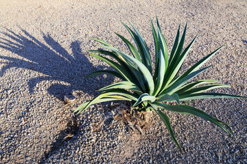 Desert style xeriscaped ground with Blue Agave succulent roadside with a long shadow from low rays of morning sun, closeup