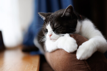 ソーファーの背で寝る猫