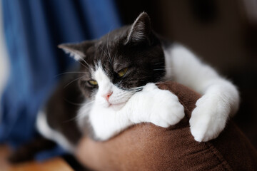 ソーファーの背で寝る猫