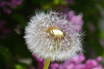 Closeup of a dandelion seed head in a garden of purple lilacs, as the delicate seeds begin to release and scatter in the wind.