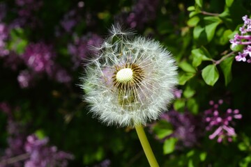 Closeup of a dandelion seed head in a garden of purple lilacs, as the delicate seeds begin to release and scatter in the wind.