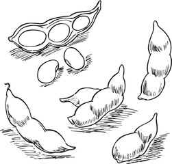 枝豆　手描き線画
