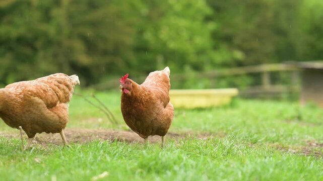 Chickens Walking on Rainy Grass in Rural Backyard